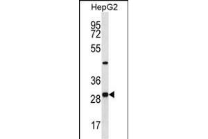 PROSC Antibody (C-term) (ABIN656950 and ABIN2846137) western blot analysis in HepG2 cell line lysates (35 μg/lane). (PROSC Antikörper  (C-Term))