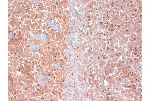 IHC analysis of KCNQ4 in frozen sections of mouse brain extract using KCNQ4 antibody. (KCNQ4 Antikörper  (AA 2-77))