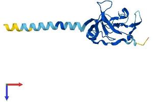 IMMP2L Protein (AA 1-175) (His tag)