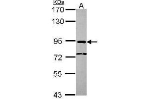 NCBP1 Antikörper  (N-Term)