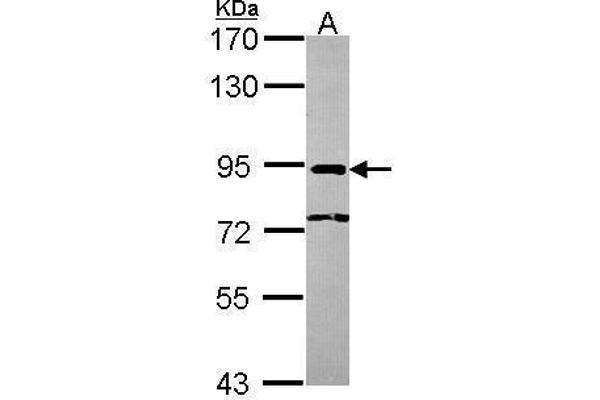 NCBP1 Antikörper  (N-Term)