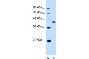 Western Blotting (WB) image for anti-Deafness, Autosomal Dominant 5 (DFNA5) antibody (ABIN2462940) (DFNA5 Antikörper)