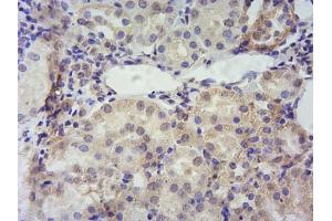 (ABIN570960) (10 μg/mL): Staining of paraffin embedded Mouse Kidney. (TSPO Antikörper  (C-Term))