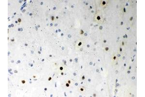 Anti- SF2 Picoband antibody,  IHC(P)IHC(P): Rat Brain Tissue