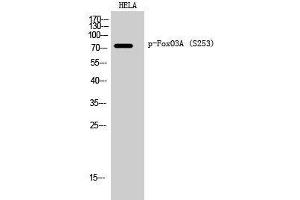 Western Blot analysis of Hela cells using Phospho-FOXO3 (Ser253) Polyclonal Antibody at dilution of 1:2000 (FOXO3 Antikörper  (pSer253))