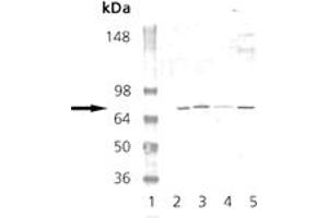 Western blot analysis: Lane 1: MW marker, Lane 2: Mouse Brain Tissue Extract, Lane 3: Rat Brain Tissue Extract, Lane 4: EKS4 Cell Lysate, Lane 5: HS67 Cell Lysate probed with PKG pAb. (PRKG1 Antikörper)