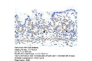 Human Stomach (ZNF322A Antikörper  (C-Term))