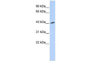KCNJ16 antibody used at 1 ug/ml to detect target protein. (KIR5.1 Antikörper  (Middle Region))