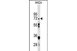 NT5C2 Antibody (N-term) (ABIN656169 and ABIN2845499) western blot analysis in WiDr cell line lysates (35 μg/lane). (NT5C2 Antikörper  (N-Term))