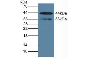 Detection of KLK1 in Human BXPC-3 Cells using Polyclonal Antibody to Kallikrein 1 (KLK1) (Kallikrein 1 Antikörper  (AA 27-261))