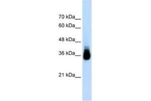 Western Blotting (WB) image for anti-Homeobox C9 (HOXC9) antibody (ABIN2461804) (HOXC9 Antikörper)
