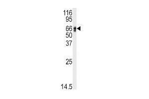 Western blot analysis of anti-AGT Antibody (N-term) (ABIN392327 and ABIN2841974) in HepG2 cell line lysates (35 μg/lane). (AGT Antikörper  (N-Term))