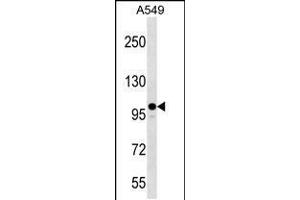 Western blot analysis in A549 cell line lysates (35ug/lane). (ZC3H7A Antikörper  (AA 563-589))