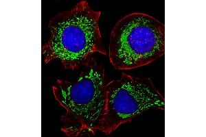 Fluorescent image of HepG2 cells stained with AK4 Antibody (Center) (ABIN1944856 and ABIN2838526). (AK4 Antikörper  (AA 119-153))