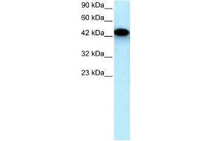 Human HepG2; WB Suggested Anti-EYA3 Antibody Titration: 0. (EYA3 Antikörper  (Middle Region))