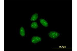 Immunofluorescence of purified MaxPab antibody to CRI1 on HeLa cell. (EID1 Antikörper  (AA 1-187))