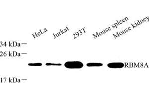 Western blot analysis of RBM8A (ABIN7075478) at dilution of 1: 500 (RBM8A Antikörper)