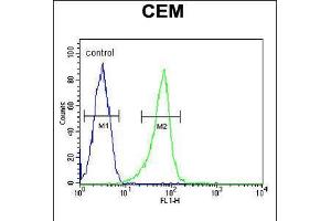 Flow cytometric analysis of CEM cells (right histogram) compared to a negative control cell (left histogram). (ITGB1BP3 Antikörper  (AA 156-186))