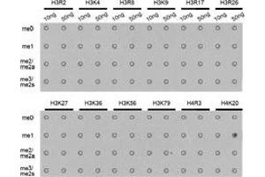Dot-blot analysis of all sorts of methylation peptidesusing H4K20me1 antibody. (Histone H4 Antikörper  (meLys20))