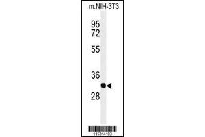 Western blot analysis of PHB2-Y128in mouse NIH-3T3 cell line lysates (35ug/lane) (Prohibitin 2 Antikörper  (AA 106-134))