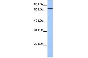 GK2 antibody used at 1 ug/ml to detect target protein.