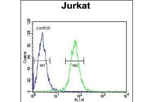 HVCN1 Antibody (N-term) (ABIN651233 and ABIN2840145) flow cytometric analysis of Jurkat cells (right histogram) compared to a negative control cell (left histogram). (HVCN1 Antikörper  (N-Term))