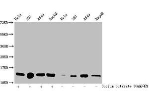 Western Blot Detected samples: Hela whole cell lysate, 293 whole cell lysate, A549 whole cell lysate, HepG2 whole cell lysate, Untreated (-) or treated (+) with 30 mM sodium butyrate for 4h All lanes: HIST1H2BC antibody at 1:100 Secondary Goat polyclonal to rabbit IgG at 1/50000 dilution Predicted band size: 14 kDa Observed band size: 14 kDa (Histone H2B Antikörper  (acLys24))