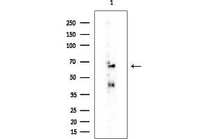 anti-Potassium Inwardly-Rectifying Channel, Subfamily J, Member 3 (KCNJ3) antibody