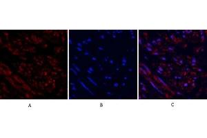 Immunofluorescence analysis of human uterus tissue. (TUBB Antikörper  (AA 370-450))