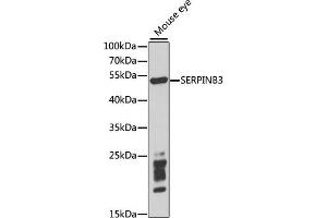 Western blot analysis of extracts of mouse eye, using SERPINB3 antibody (ABIN1876606) at 1:1000 dilution. (SERPINB3 Antikörper)