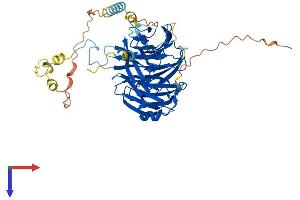 PWP1 Protein (AA 1-501) (His tag)