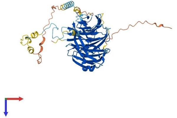 PWP1 Protein (AA 1-501) (His tag)