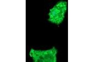 Image no. 3 for anti-Fetal and Adult Testis Expressed 1 (FATE1) antibody (ABIN1498223) (FATE1 Antikörper)