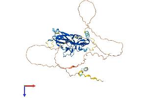 TBX20 Protein (AA 1-447) (His tag)