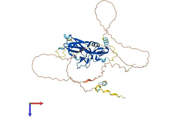 TBX20 Protein (AA 1-447) (His tag)