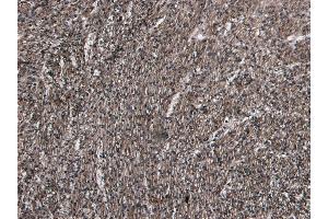 (ABIN185584) (6 μg/mL) staining of paraffin embedded Human Heart.