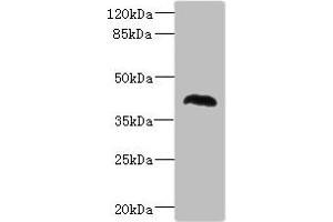 Western blot All lanes: NHLRC1 antibody at 1. (NHLRC1 Antikörper  (AA 1-280))