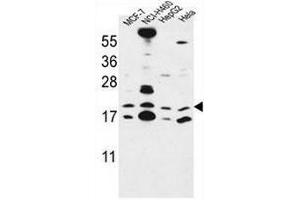 CNPY2 Antibody (C-term) western blot analysis in MCF-7,NCI-H460,HepG2,Hela cell line lysates (35µg/lane). (CNPY2/MSAP Antikörper  (C-Term))