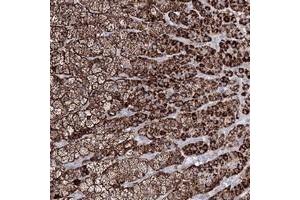Immunohistochemical staining of human adrenal gland with IGSF9 polyclonal antibody  shows strong cytoplasmic positivity in cortical cells. (IGSF9 Antikörper)
