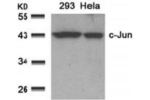 Image no. 1 for anti-Jun Proto-Oncogene (JUN) (AA 89-93) antibody (ABIN197128) (C-JUN Antikörper  (AA 89-93))