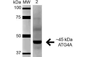 Western blot analysis of Rat Pancreas cell lysates showing detection of 45. (ATG4A Antikörper  (AA 102-113) (FITC))