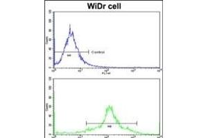Flow cytometric analysis of widr cells using PDIA3 Antibody (Center)(bottom histogram) compared to a negative control cell (top histogram)FITC-conjugated goat-anti-rabbit secondary antibodies were used for the analysis.