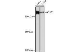 Western Blotting (WB) image for anti-Chromodomain Helicase DNA Binding Protein 3 (CHD3) antibody (ABIN7266363)