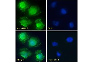 Immunofluorescence (IF) image for anti-Histone Deacetylase 2 (HDAC2) (Internal Region) antibody (ABIN6391348)