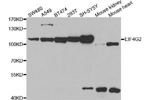 Western blot analysis of extracts of various cell lines, using EIF4G2 antibody. (EIF4G2 Antikörper)