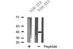 Western blot analysis of extracts from NIH-3T3 cells, using NPY1R antibody. (NPY1R Antikörper  (Internal Region))