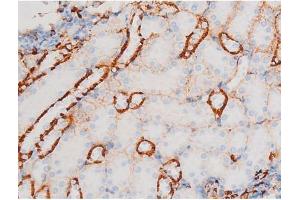 ABIN6267528 at 1/200 staining Mouse kidney tissue sections by IHC-P. (SAPK, JNK (pThr183) Antikörper)