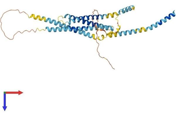 Syntaxin 5 Protein (STX5) (AA 1-355) (His tag)