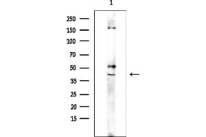 anti-Adenosine A3 Receptor (ADORA3) (C-Term) antibody