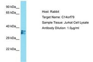 Image no. 1 for anti-Chromosome 14 Open Reading Frame 79 (C14ORF79) (AA 64-113) antibody (ABIN6750751) (C14ORF79 Antikörper  (AA 64-113))